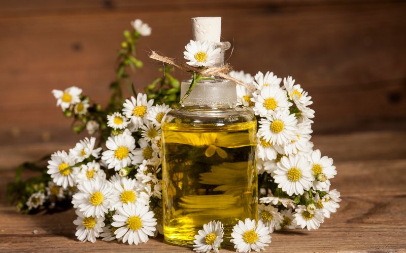 Phytothérapie : Les Plantes Indispensables pour Bien Débuter